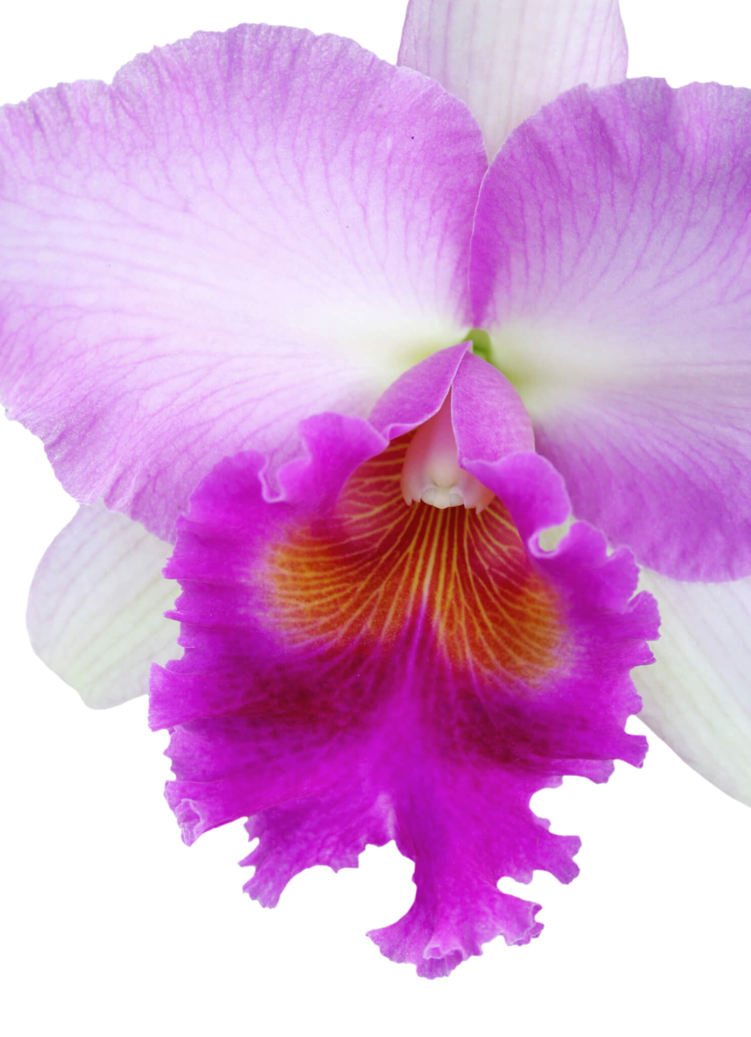 Testimonial – Conscious Vagina for Men Who Love Women