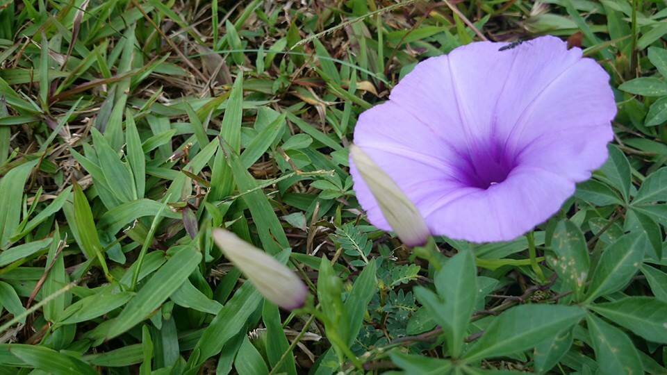 On my way to meeting Yvonne. I took this picture of a Morning Glory to remind myself that there is much beauty around me even though I felt so miserable on the inside.