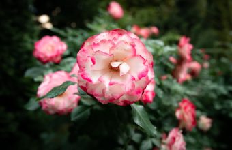 A Case for Gentleness: The Transformative Power of Self-Compassion on Well-Being